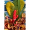 Vibrador Gcandy Mini Chili Coral nº6